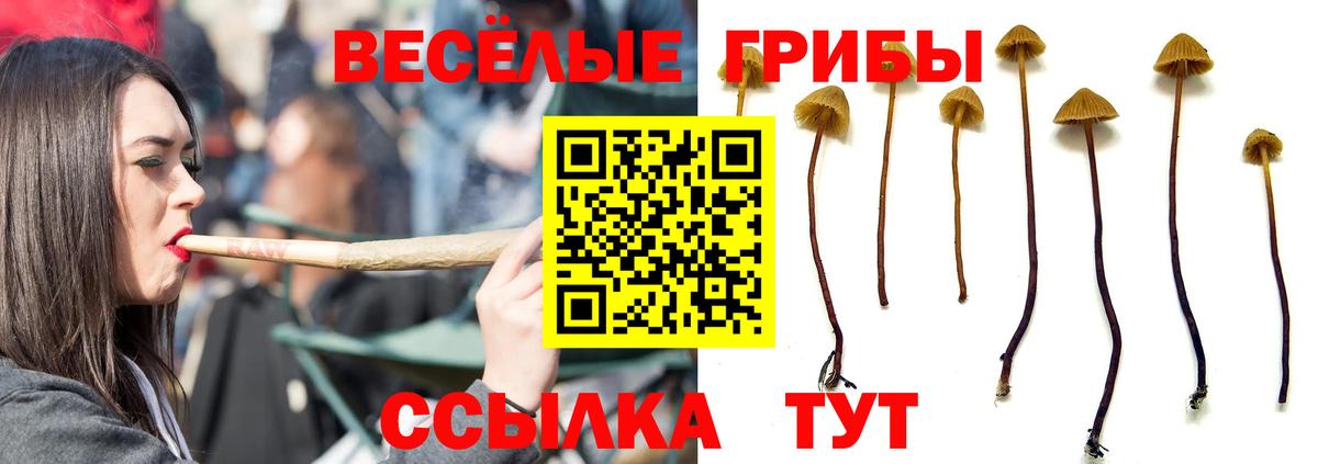 Псилоцибиновые грибы Psilocybine cubensis Нарьян-Мар